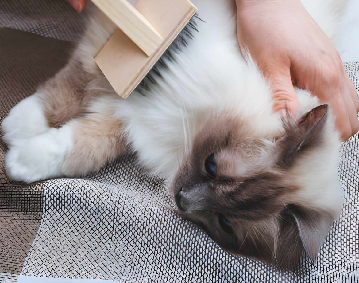 Cat and Dog Grooming Tools